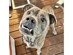 Adopt Gumball a Brindle American Staffordshire Terrier / Mixed dog in Houston
