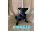 Adopt Pringle a Black - with White Husky / Mixed Breed (Medium) / Mixed dog in