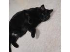 Adopt Pepper a All Black Domestic Shorthair / Mixed cat in Milford