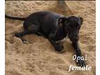 Adopt Opal a Black - with White Mixed Breed (Medium) / Mixed dog in Calexico
