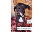 Adopt Opal a Black - with White Mixed Breed (Medium) / Mixed dog in Calexico