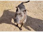Adopt Eddie a Gray/Silver/Salt & Pepper - with White Staffordshire Bull Terrier