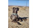 Adopt Buddy a Gray/Blue/Silver/Salt & Pepper Great Dane / Mixed dog in