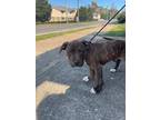 Adopt Ryder a Brindle Pit Bull Terrier / Mixed Breed (Medium) / Mixed dog in