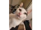 Adopt Lorrach a White Domestic Shorthair / Domestic Shorthair / Mixed cat in