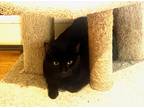 Adopt Abbi a All Black Domestic Shorthair (short coat) cat in River Edge