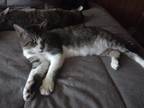 Adopt Toothless a Brown Tabby Domestic Shorthair (short coat) cat in York