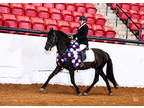 Inolvidable RDL 6X National Champion Black Bay Stallion