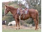 Husband and beginner friendly draft cross gelding