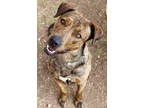 Adopt Brody K10 3/27/23 a Brown/Chocolate Plott Hound / Mixed dog in San Angelo