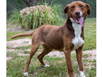 Adopt Reba a Red/Golden/Orange/Chestnut Mixed Breed (Large) / Mixed dog in