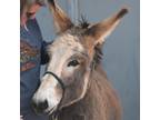 Adopt Shrek a Donkey/Mule/Burro/Hinny / Mixed horse in Kanab, UT (36592100)