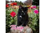 Adopt Tazzy a All Black Domestic Shorthair / Mixed (short coat) cat in Port