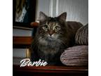Adopt Barbie (Kitty) a Brown Tabby Domestic Longhair / Mixed (short coat) cat in