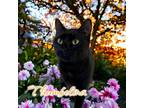 Adopt Thumbelina a All Black Domestic Shorthair / Mixed (short coat) cat in Port