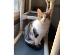 Adopt Sunshine a Domestic Shorthair / Mixed (short coat) cat in Portland