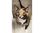 Adopt Bitsy a Domestic Shorthair / Mixed (short coat) cat in Genoa