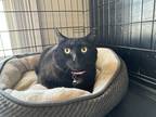 Adopt Orion a Spotted Tabby/Leopard Spotted Domestic Shorthair / Mixed cat in
