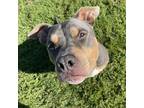 Adopt Dwayne a Gray/Silver/Salt & Pepper - with Black American Pit Bull Terrier