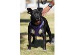 Adopt Oreo a Black - with White American Staffordshire Terrier / Mixed dog in