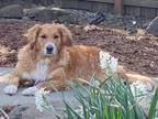 Adopt Monty a Red/Golden/Orange/Chestnut - with White Golden Retriever / Mixed