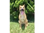 Adopt Turco a Tan/Yellow/Fawn Labrador Retriever / Pit Bull Terrier / Mixed dog