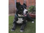 Adopt Laisha a Black - with White American Staffordshire Terrier / Mixed Breed