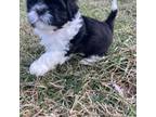 Shih Tzu Puppy for sale in Festus, MO, USA