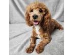 Poodle (Toy) Puppy for sale in Fort Scott, KS, USA