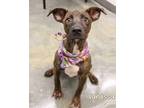 Adopt Vanessa a Catahoula Leopard Dog