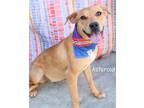 Adopt Asteroid a Catahoula Leopard Dog, Hound