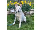 Adopt Tinsel a Australian Cattle Dog / Blue Heeler