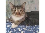 Adopt Pink a Domestic Short Hair