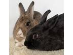 Adopt Cara / Olivia a Bunny Rabbit