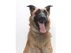 Adopt MILA a German Shepherd Dog, Belgian Shepherd / Malinois