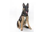 Adopt SASHA a German Shepherd Dog, Belgian Shepherd / Malinois