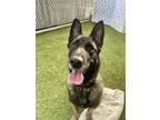 Adopt Leah a German Shepherd Dog, Belgian Shepherd / Sheepdog