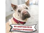 Adopt Lumpy Space Princess a Shar-Pei, Mixed Breed