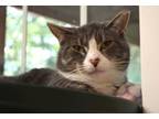 Adopt Tabitha a Domestic Short Hair