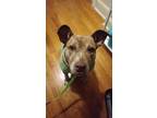 Adopt Ryylin a Pit Bull Terrier, Mixed Breed