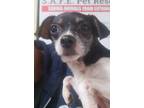 Adopt Brooklyn a Jack Russell Terrier