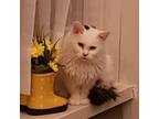 Adopt Sugar a Domestic Medium Hair