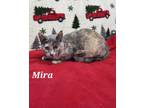 Adopt Mira a Dilute Calico