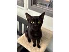 Adopt Tish a Domestic Short Hair