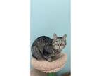 Adopt Louisa a Domestic Short Hair, Tabby