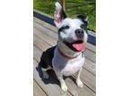 Adopt Lelu *Pint Sized Princess* a Boston Terrier, Pit Bull Terrier