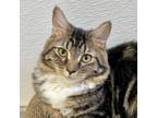 Adopt Clementine a Domestic Long Hair