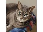 Adopt Cj a Domestic Short Hair