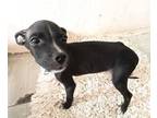 Adopt Sol (6) a Patterdale Terrier / Fell Terrier