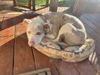 Adopt Maui a Catahoula Leopard Dog, Pit Bull Terrier